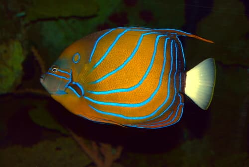 Bluering Angelfish