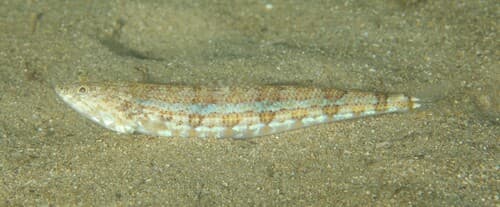 Bluestripe Lizardfish