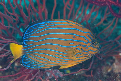 Bluestriped Angelfish