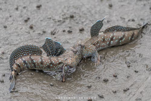 Boddart's Blue-spotted Mudskipper