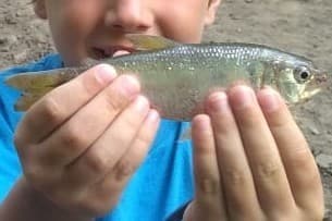 Bolivian Toothy Tetra