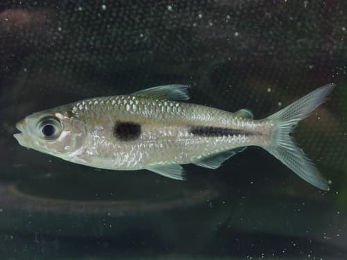 Boulenger's Featherfin Tetra