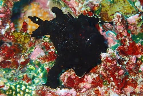 Brackish-water Frogfish