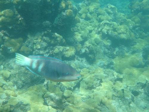 Brazilian Striped Parrotfish