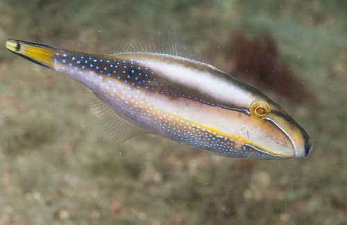 Bridled Leatherjacket