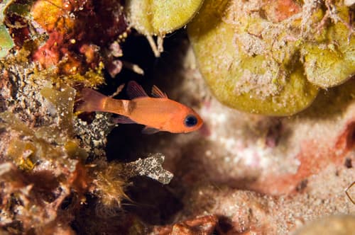 Broadsaddle Cardinalfish
