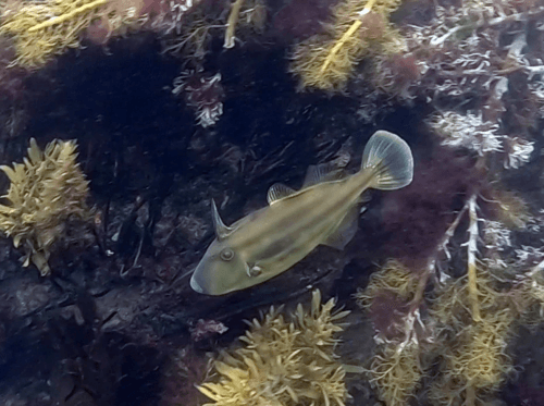Brownstriped Leatherjacket