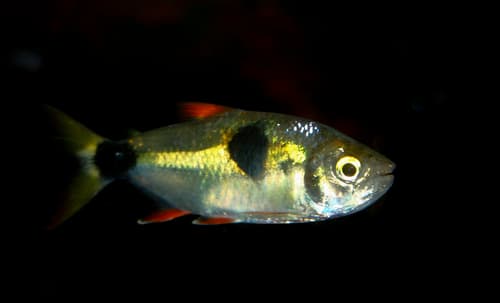 Bucktooth Tetra