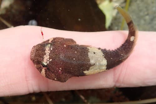 California Clingfish