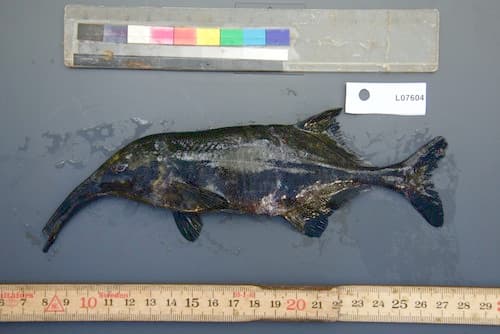 Long-nosed Elephantnose