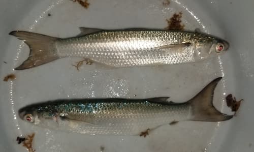 Cananéia Mullet