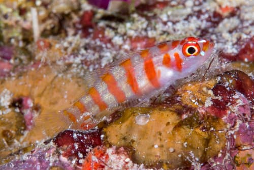 Candycane Dwarfgoby