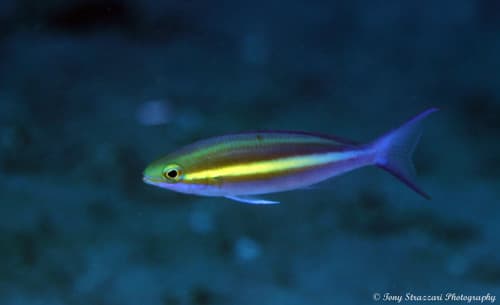 Canine-toothed Midwater Bream