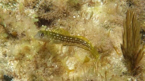 Cape Verde Rockskipper
