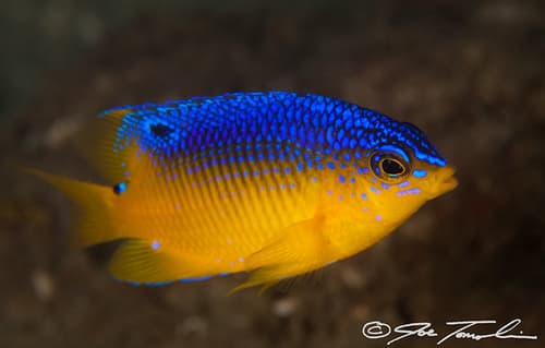 Caribbean Cocoa Damselfish