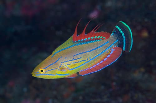 Carpenter's Flasher Wrasse