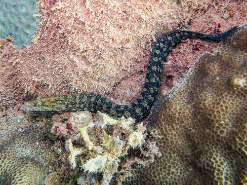 Carpet Eel Blenny
