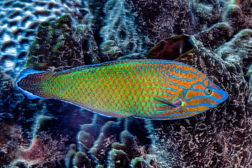 Chain-lined Wrasse
