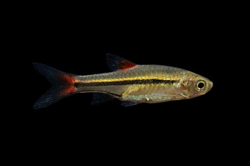 Cherryspot Rasbora
