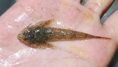 Chinese Darter Dragonet