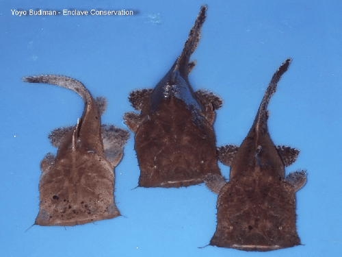 Chocolate Frogmouth Catfish