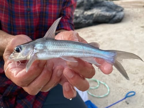 Chrysichthys aluuensis