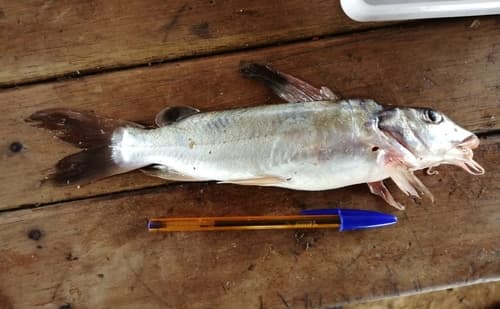 African Sea Catfish