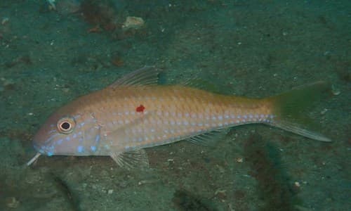 Cinnabar Goatfish