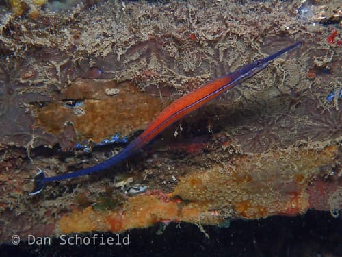 Cleaner Pipefish