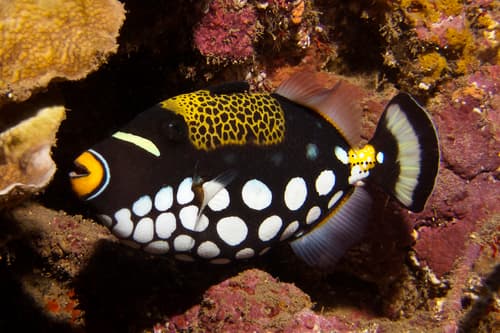Clown Triggerfish