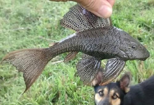 Colombian Stream Pleco