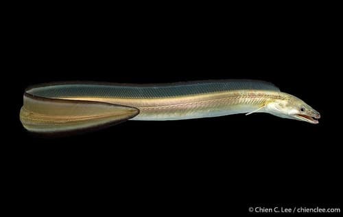 Common Pike-conger
