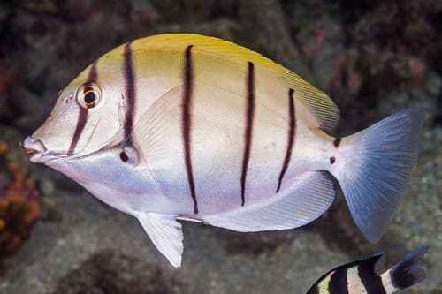 Convict Surgeonfish