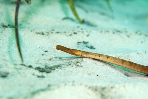 Crested Pipefish