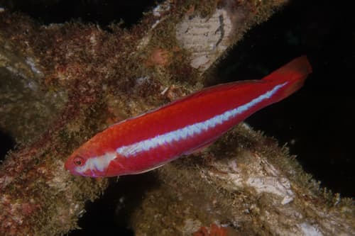 Crimson Cleaner Wrasse