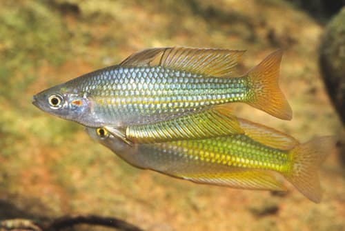 Crimsonspotted Rainbowfish