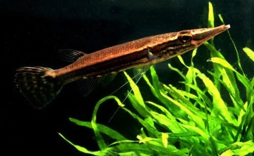 Crocodile Pikehead Gourami