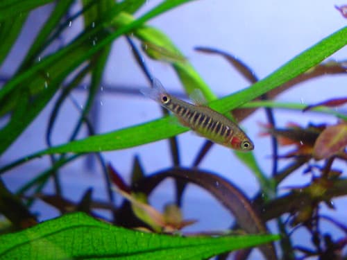 Cross-striped Dwarf Rasbora