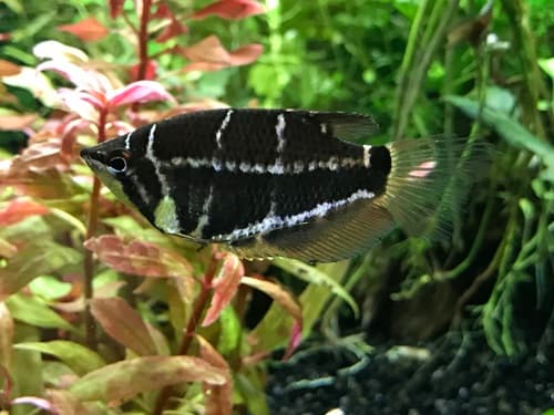 Crossband Chocolate Gourami