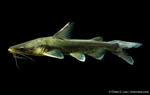 Cryptarius truncatus