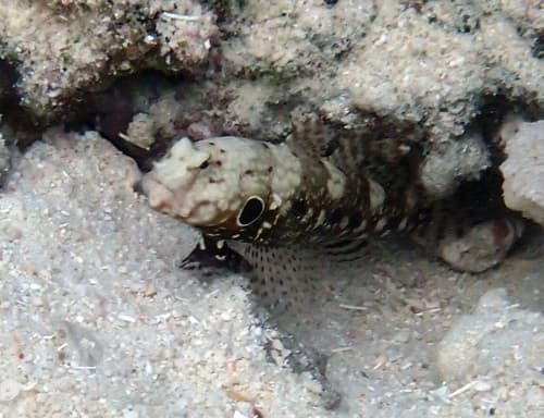 Blackspot Watchman Goby
