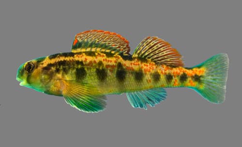 Cumberland Snubnose Darter