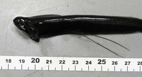 Deepsea Loosejaw