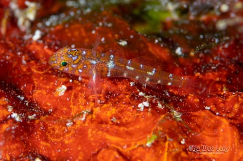 Diphasic Goby