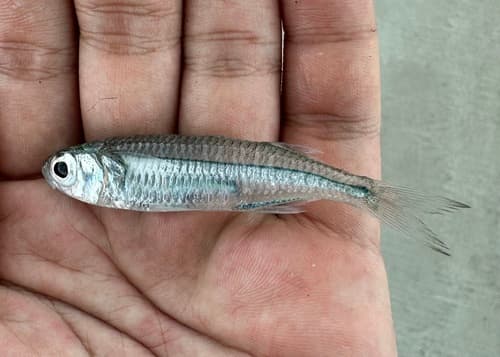 Twelve-lined Silverside