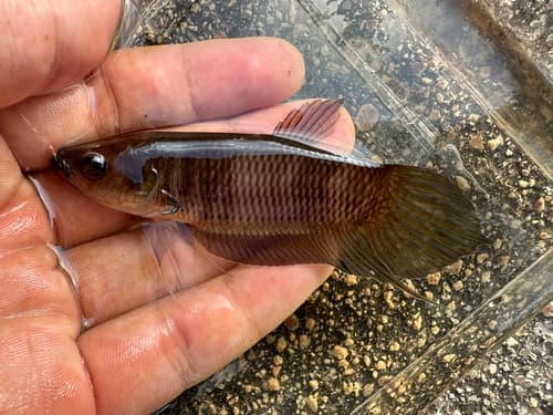 Double Lipspot Mouthbrooder