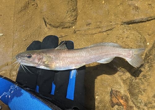 Dusky Three-bearded Catfish
