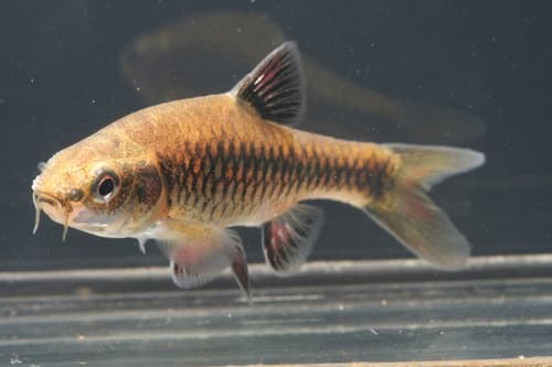 East African Red-finned Barb