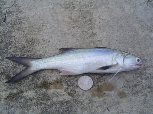 East Asian Fourfinger Threadfin