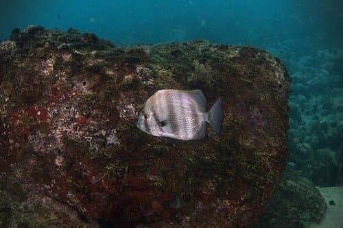 East Atlantic African Spadefish